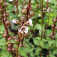 Lysimachia minoricensis